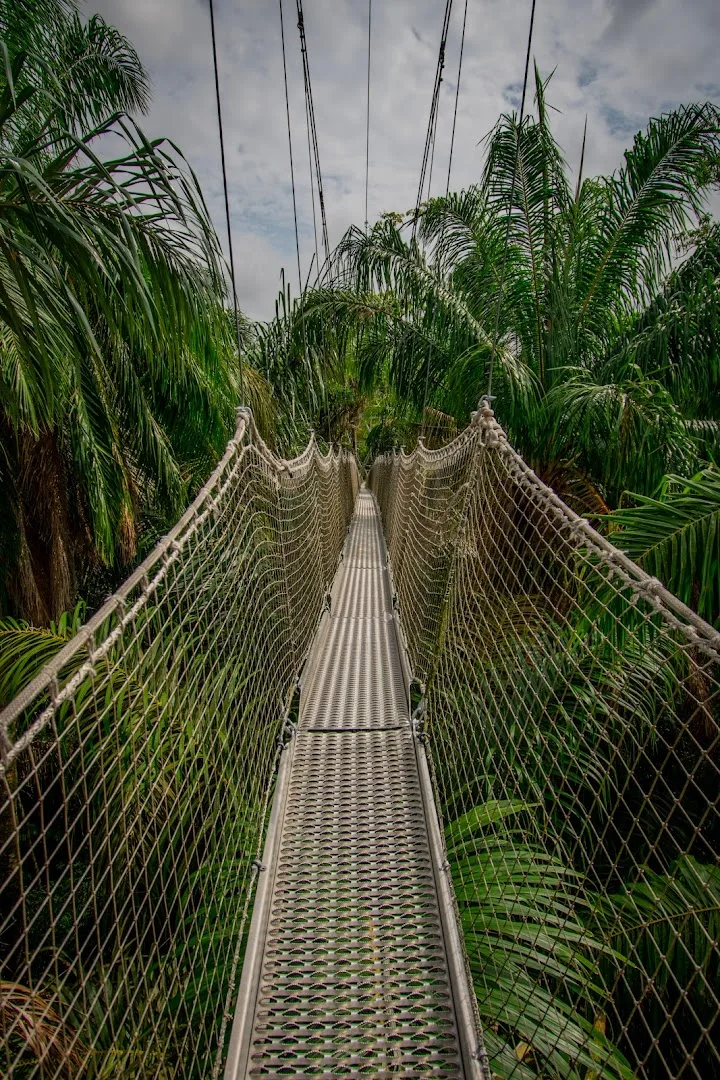 a long canopy walk at the lekki conservation centre The canopy walkway above the forest at Lekki Conservation Centre in Lagos