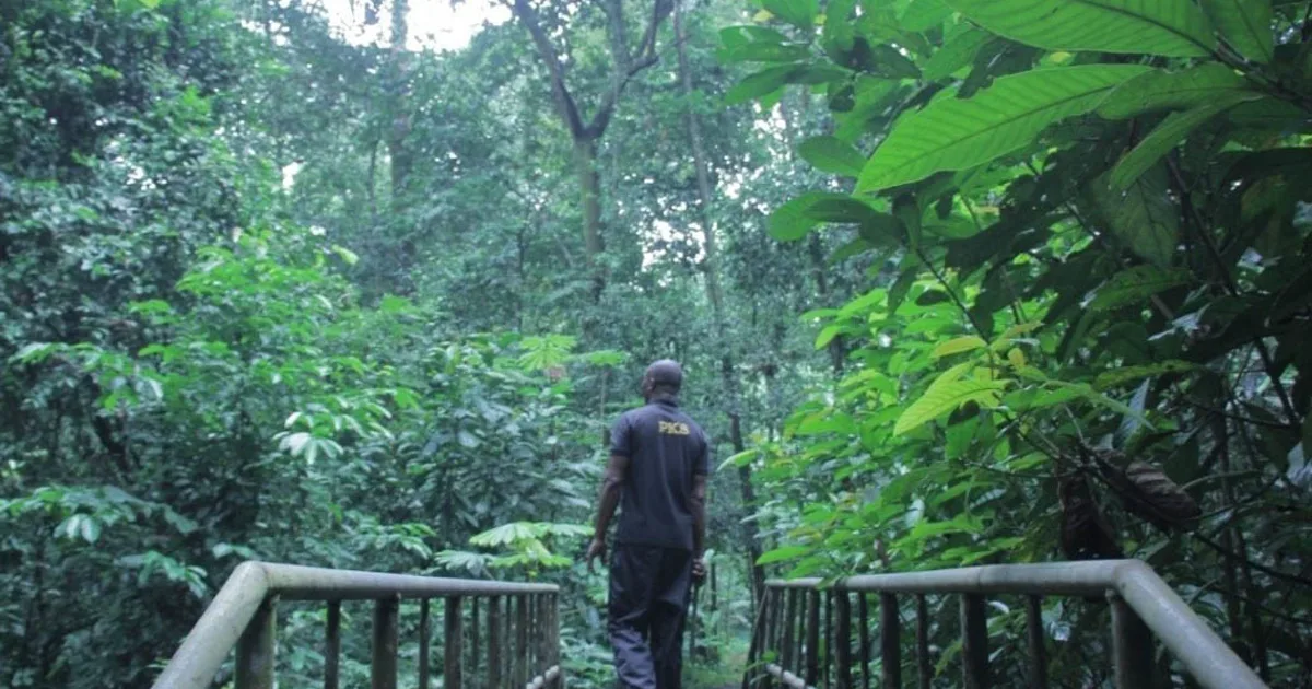 A ranger walking along a wooden trail through the dense rainforest of Cross River National Park. Nigeria places
