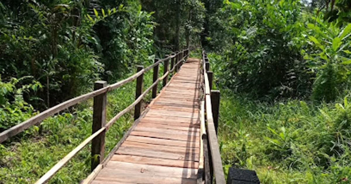 A raised wooden boardwalk extending through the tropical forest at Finima Nature Park on Bonny Island.
