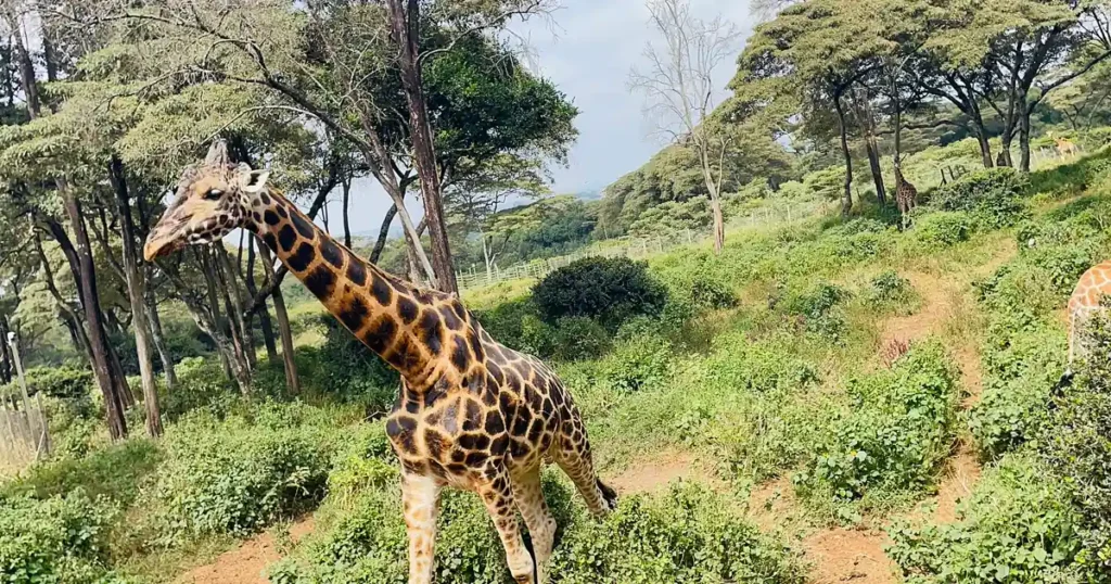 giraffe-centre-nairobi