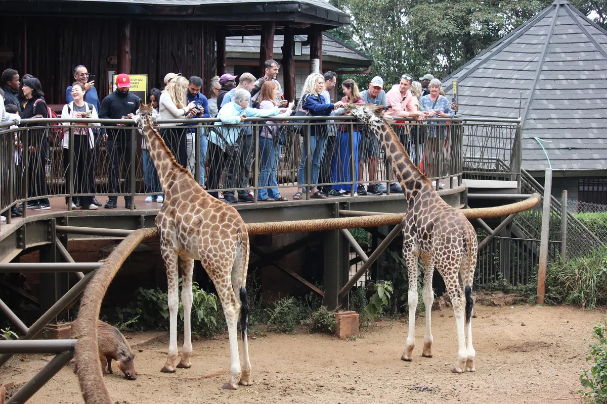 giraffe-centre-nairobi