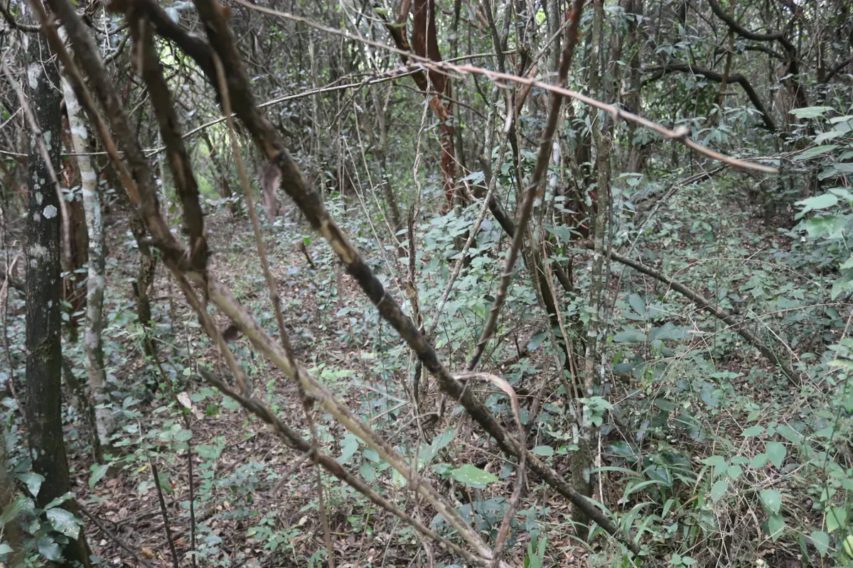 giraffe-centre-nairobi-nature-trail