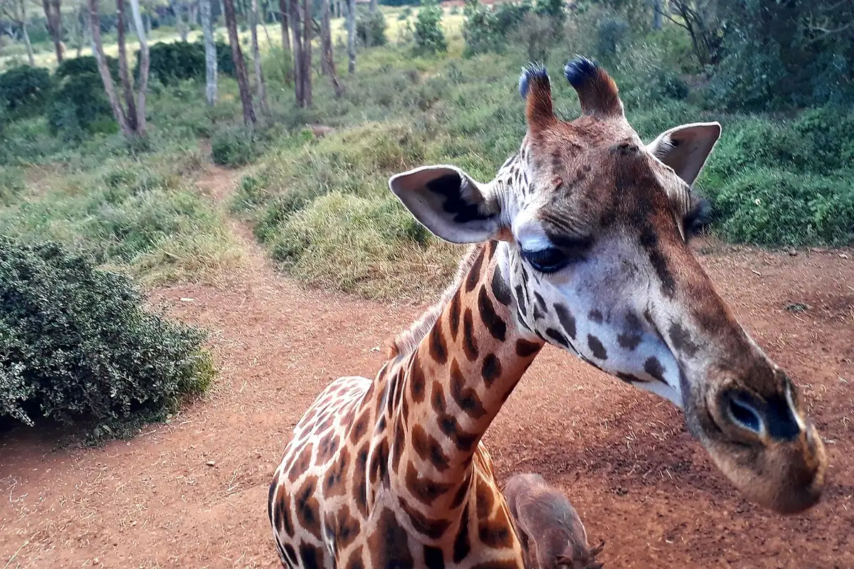 Rothschild's giraffe looking towards visitors at the Giraffe Centre in Nairobi.
