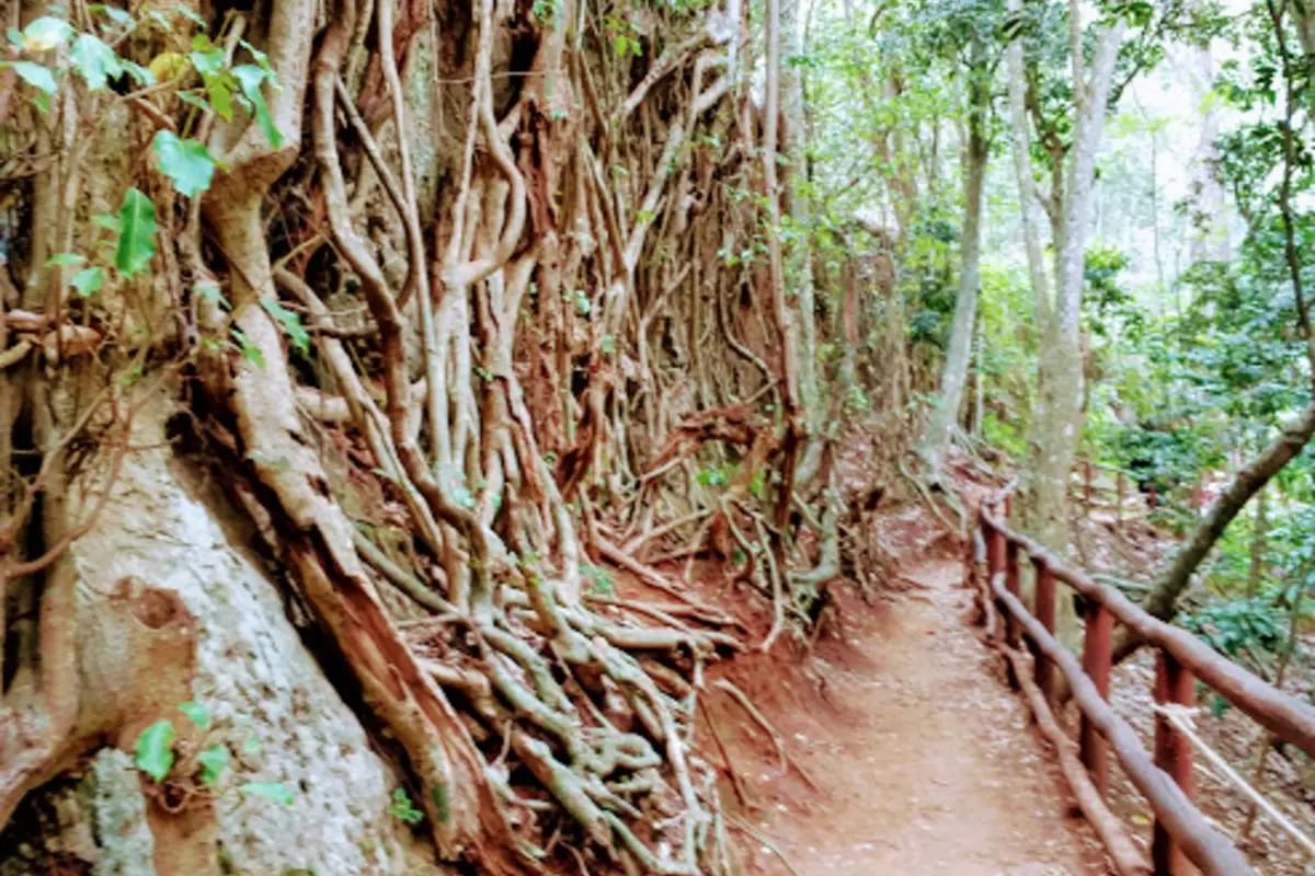 Shaded walking path winding through the trees in Karura Forest, Nairobi.
