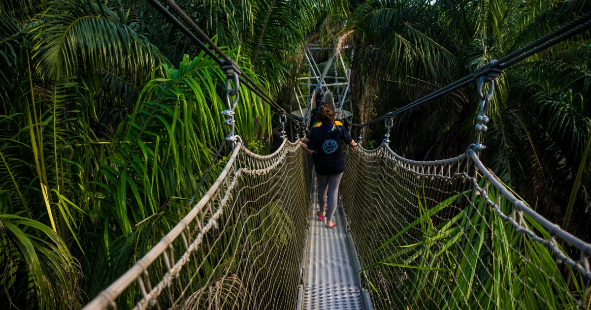 A visitor crossing the suspended canopy walkway above the trees at Lekki Conservation Centre in Lagos.
