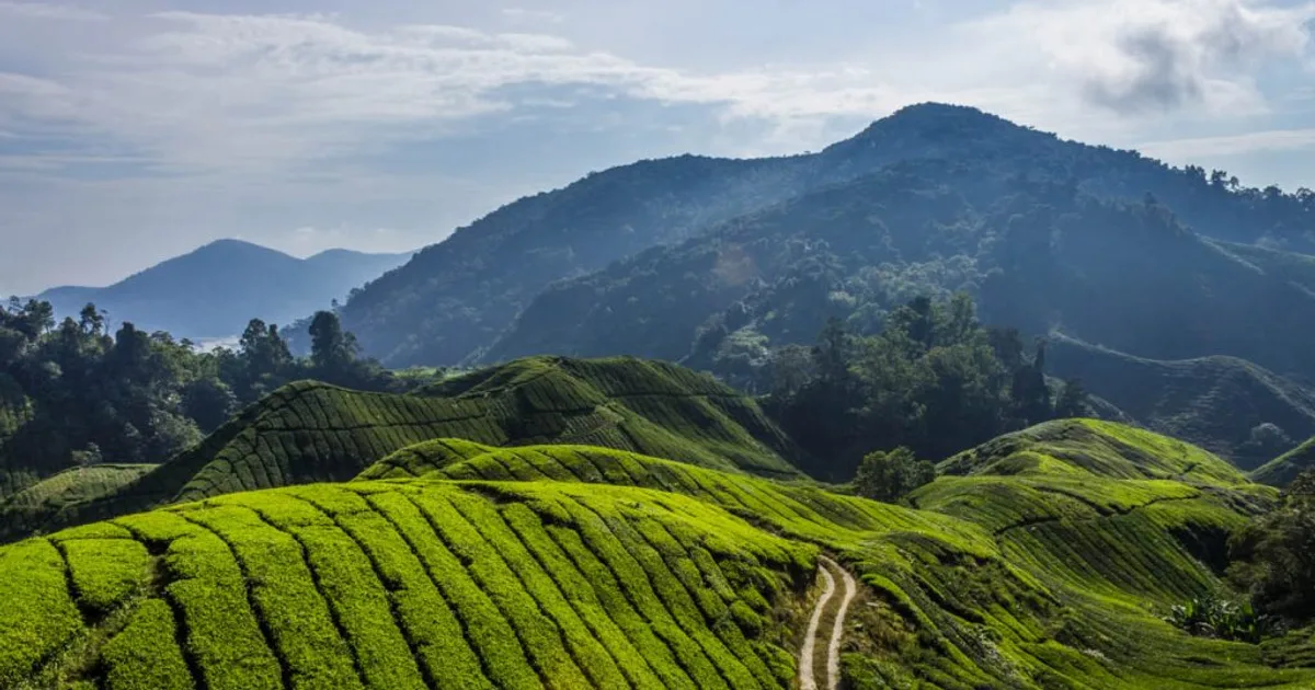Green tea fields covering the rolling highlands of Mambilla Plateau in Taraba State.