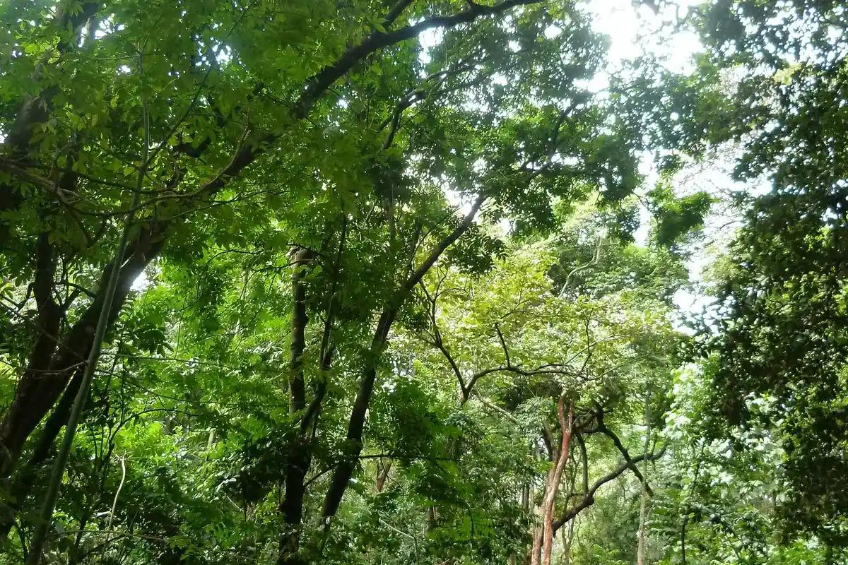 Mature trees and dense greenery inside Nairobi Arboretum.