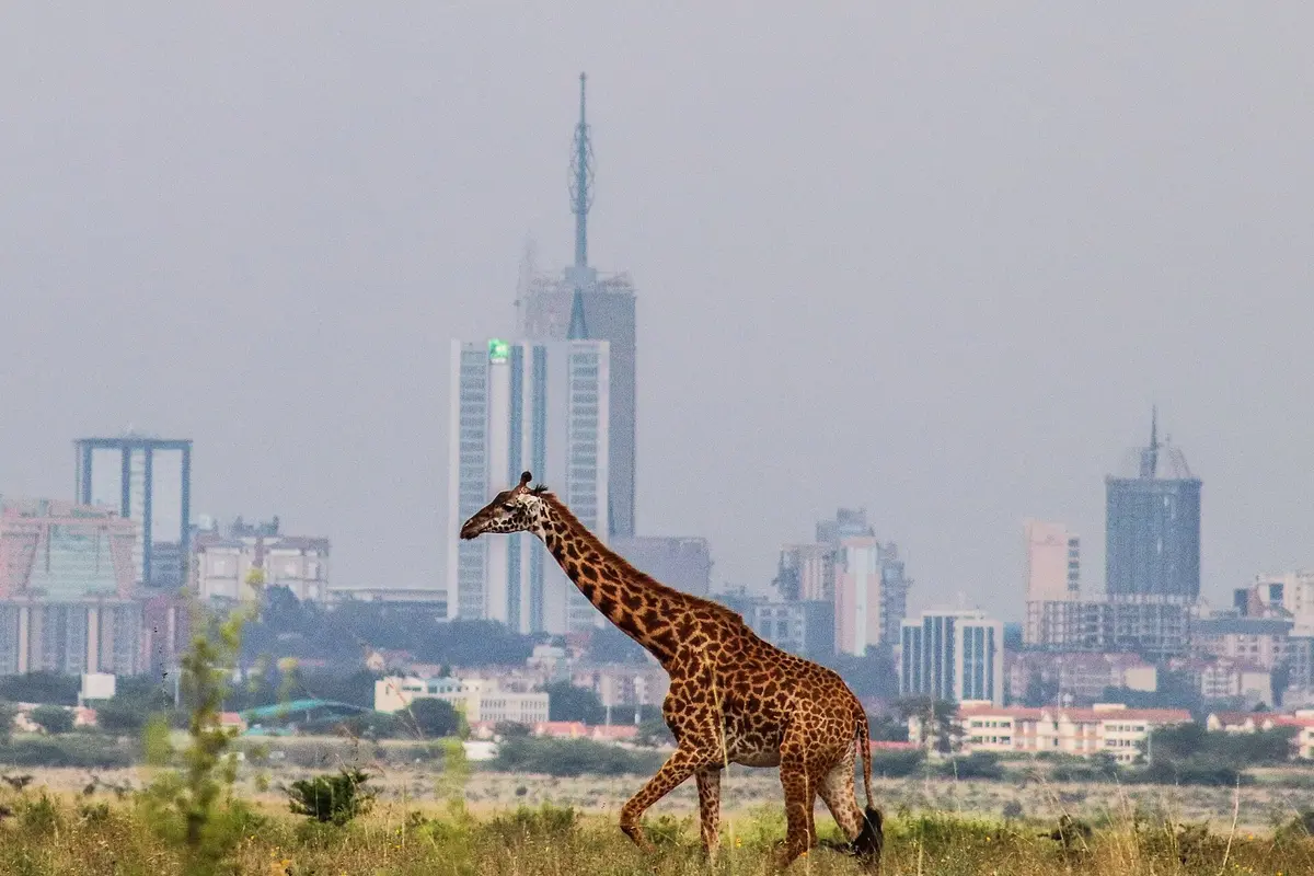 Giraffe in Nairobi National Park with the Nairobi skyline behind it.