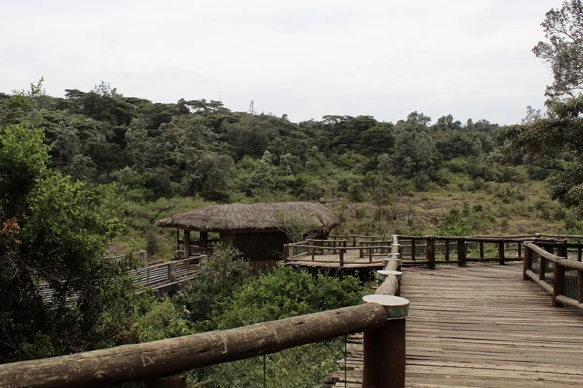 Nairobi Safari Walk provides a shorter managed wildlife experience beside the national park.