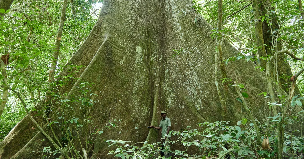 A park ranger standing beside the enormous buttress roots of a rainforest tree in Okomu National Park.