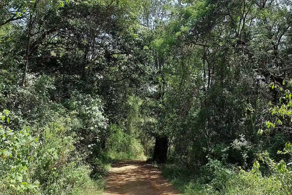 Narrow woodland path through Oloolua Nature Trail in Karen, Nairobi.