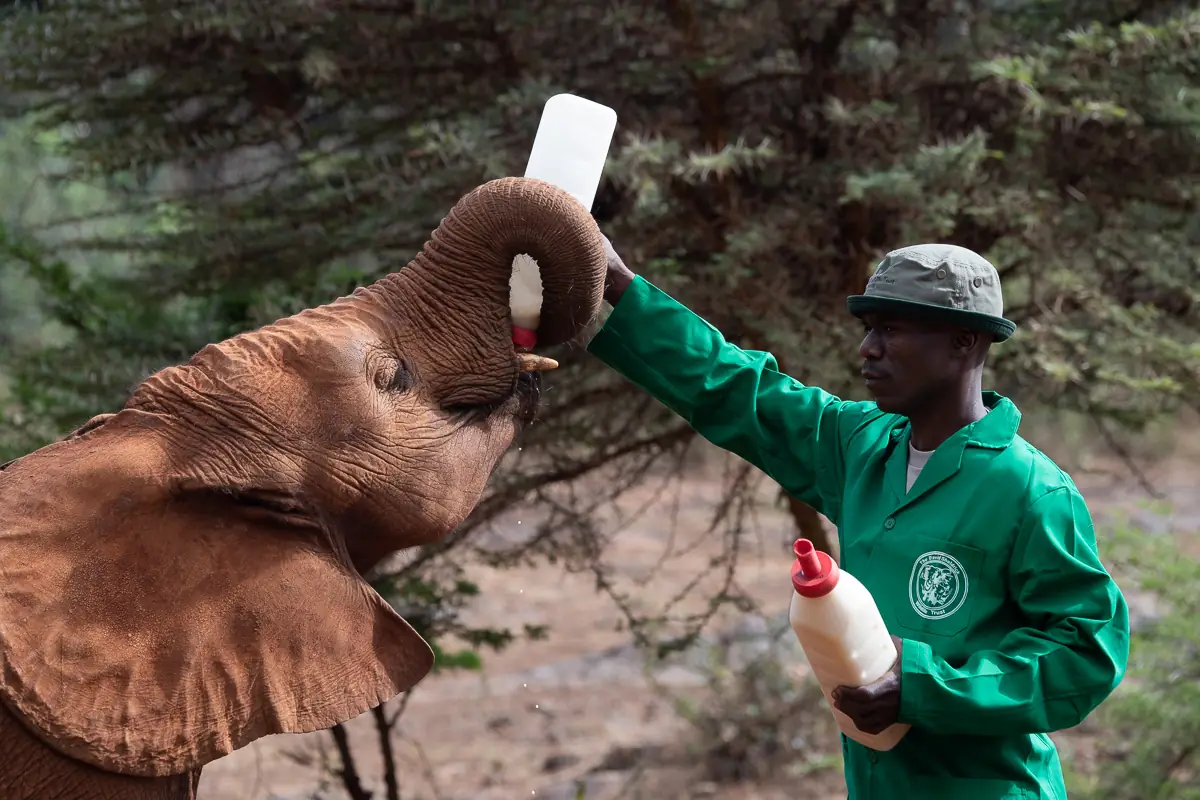 The nursery's public visit introduces rescued elephants and the work involved in returning them to the wild.