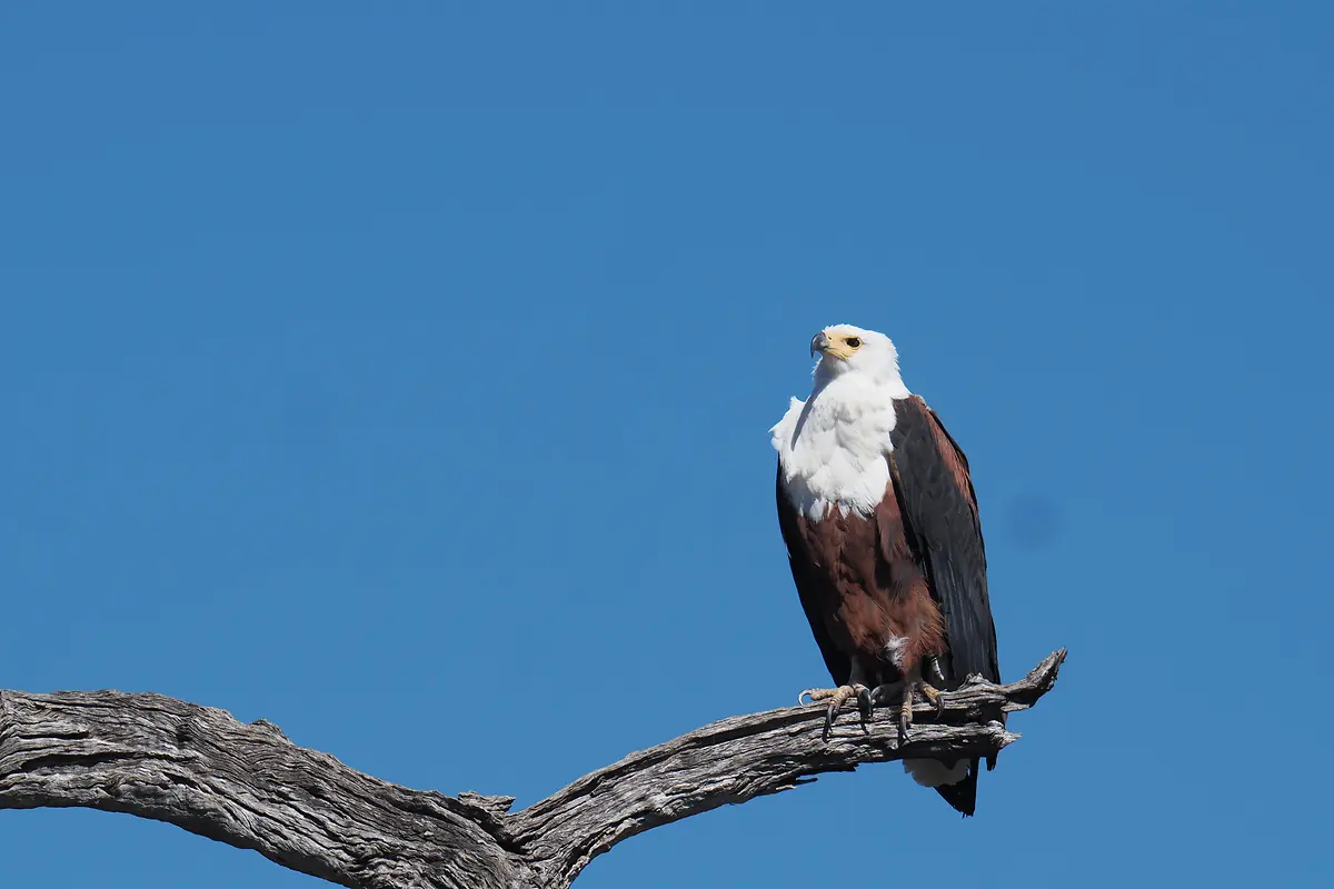 African fish eagle perched on a tree branch beside the Chobe River in Botswana