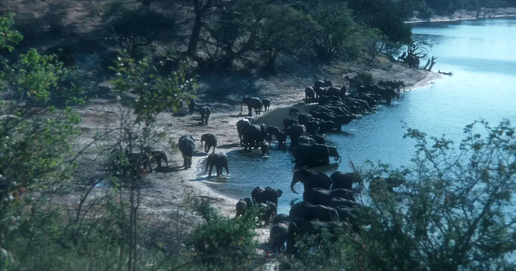 chobe-national-park-day-trip