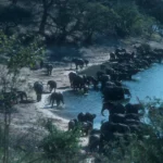 chobe-national-park-day-trip
