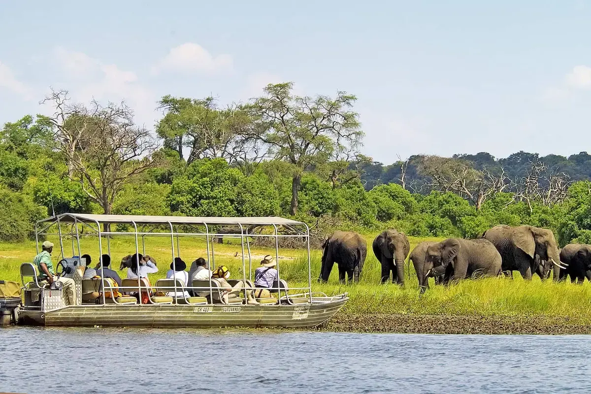 Safari boat carrying visitors past elephants on the bank of the Chobe River