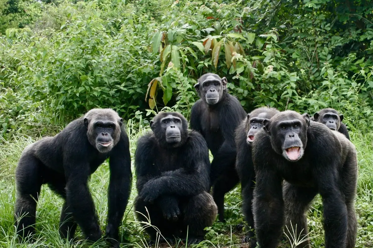 pointe-noire-congo